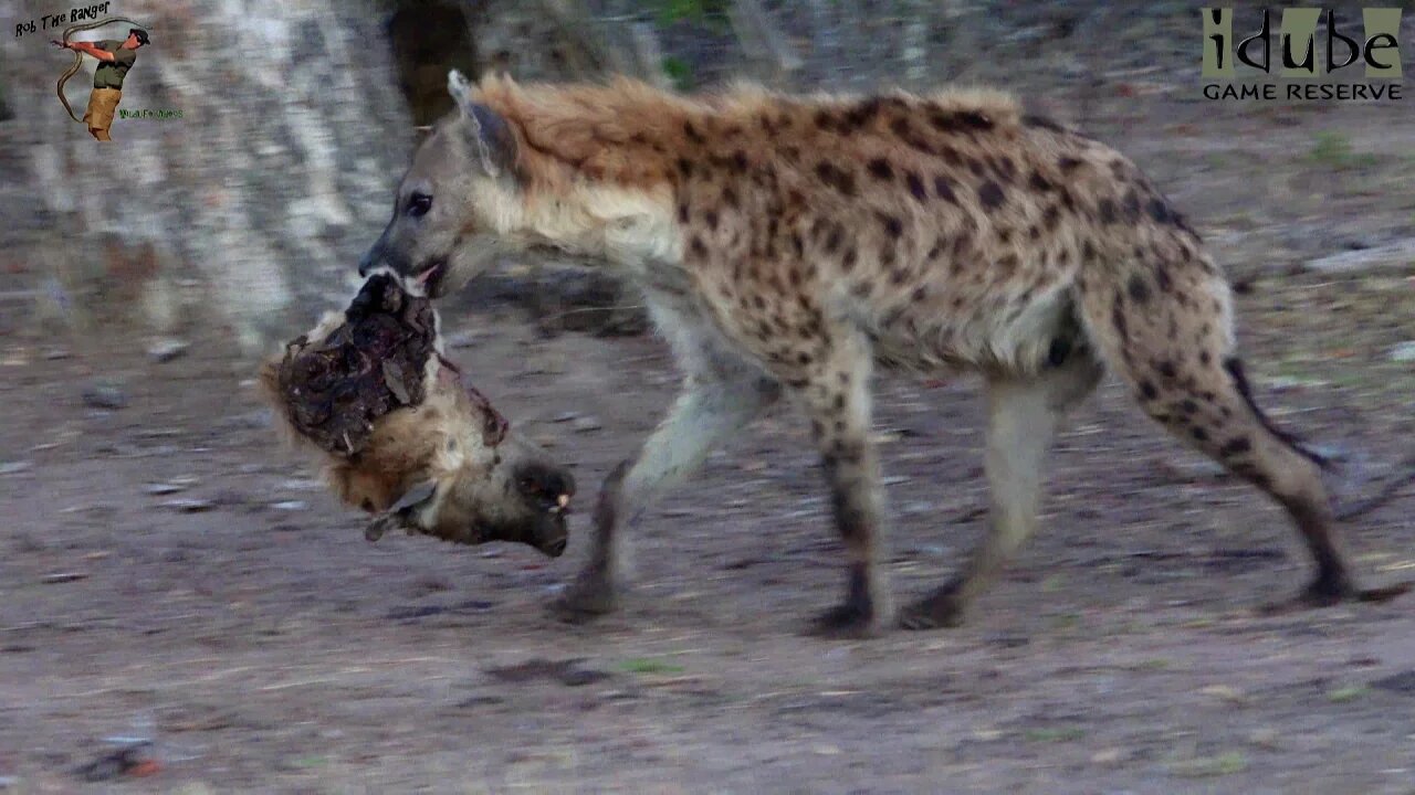 SHOCKING FOOTAGE: Cannibal Hyenas Chew On Their OWN Clan Member!!