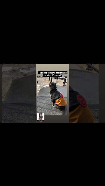 Vou me tornar o maior gato dessa vila. Tô certo!