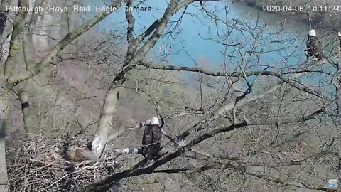 Hays Eagles parents Always near by 4.06.20 10:10AM