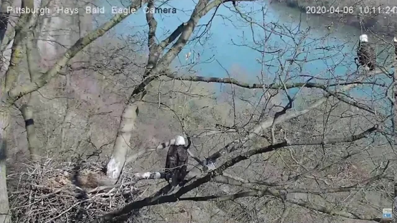 Hays Eagles parents Always near by 4.06.20 10:10AM
