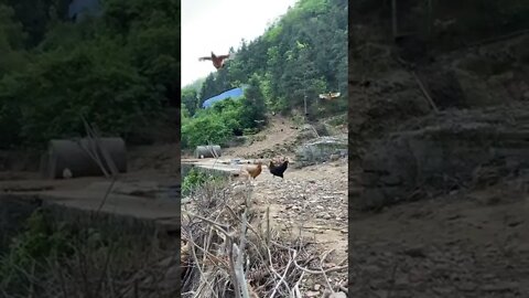 The Chicken Army