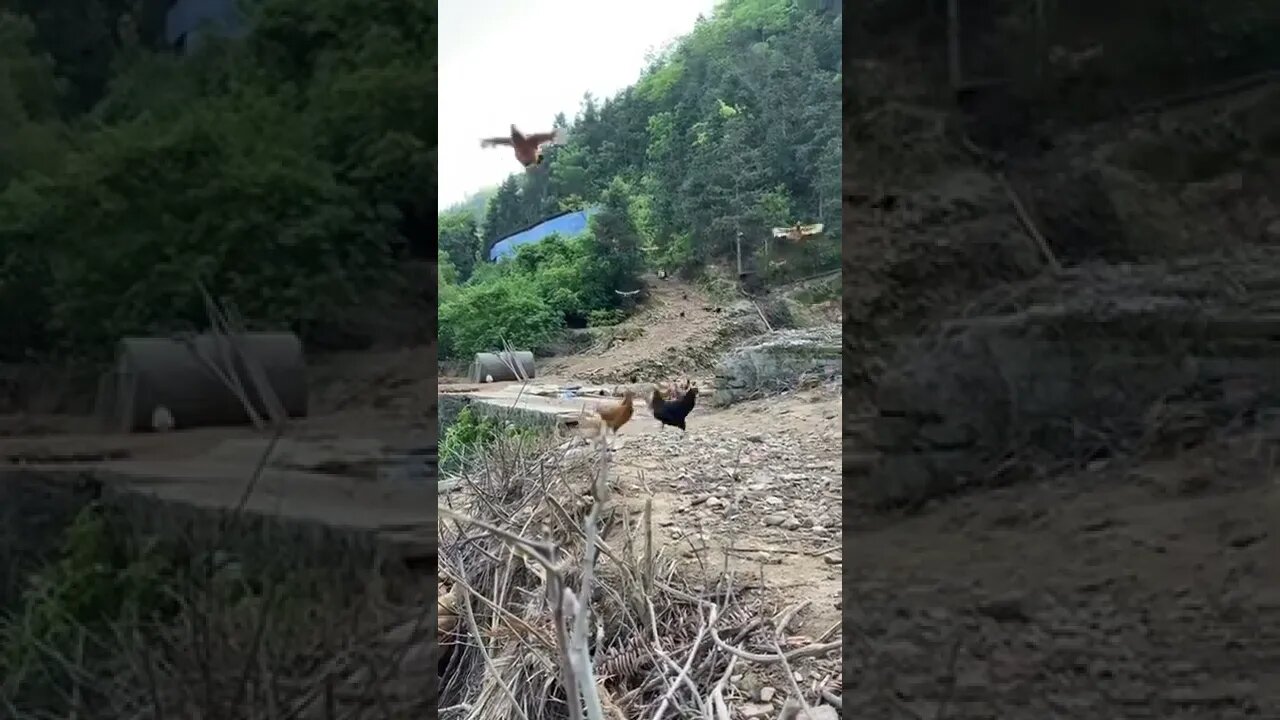The Chicken Army