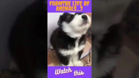 From the life of animals_7 #tiktok #tik tok #viral #viralvideo #dog #dogs #cute #shorts #short