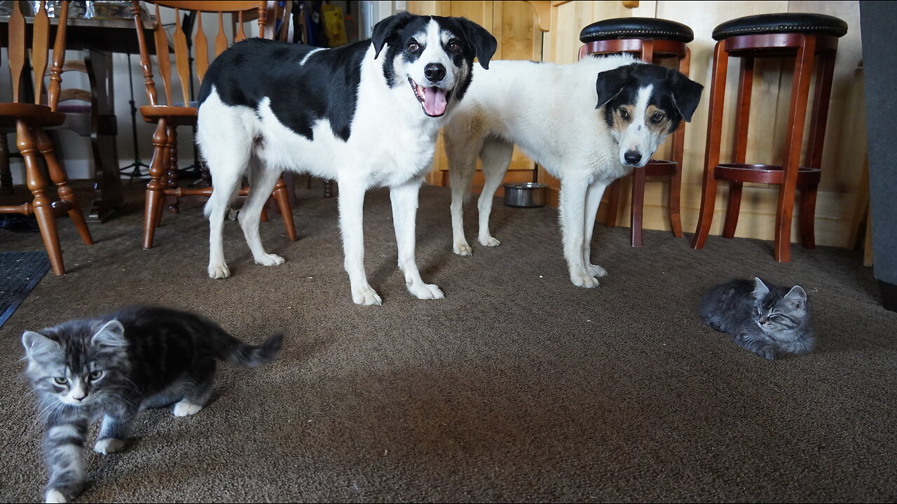 2 Kittens, 2 Dogs & 2 Sets Of 2 Watchful Eyes