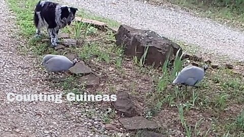 Counting Guineas