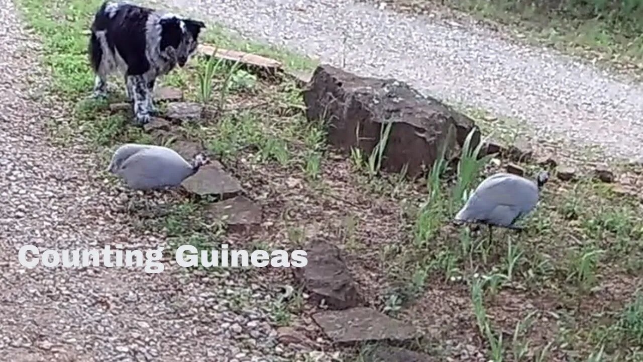 Counting Guineas