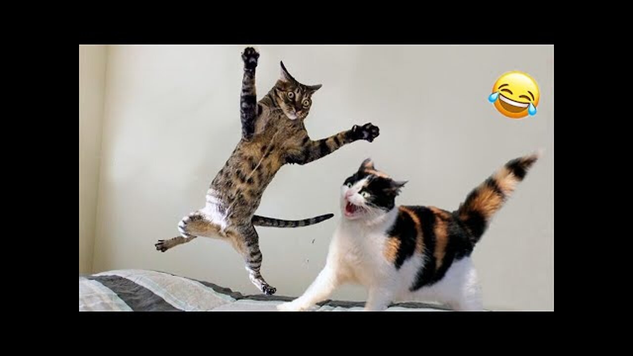 Funny animals - Funny cats / dogs - Funny animal videos 2023 - Part