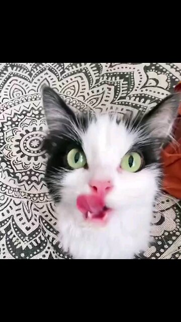 Human Give Me That Cocumber Cat Funny Video