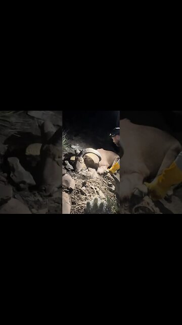 Aoudad are neither a sheep nor a goat, they are in a genus all their own. #bowhunting #mtntough