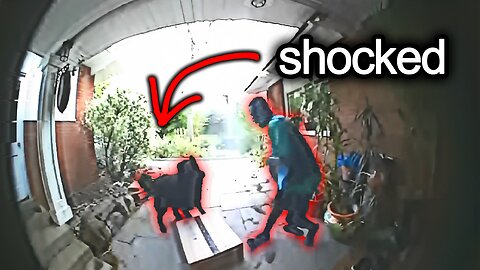 Dog Attacking A Postman Caught on Camera