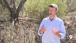 The importance of native plants in Southern Arizona