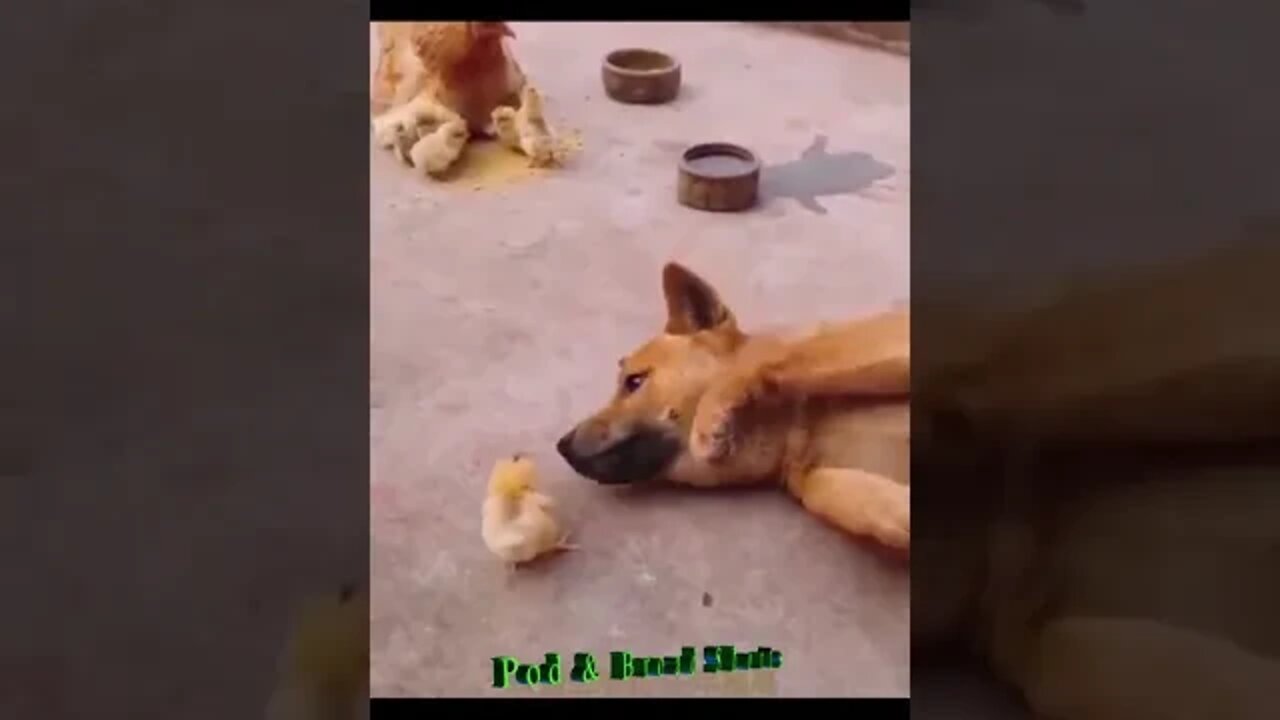 Pense em um cachorro amoroso
