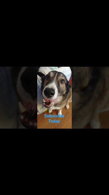 Ganaya My Dog Can Speak