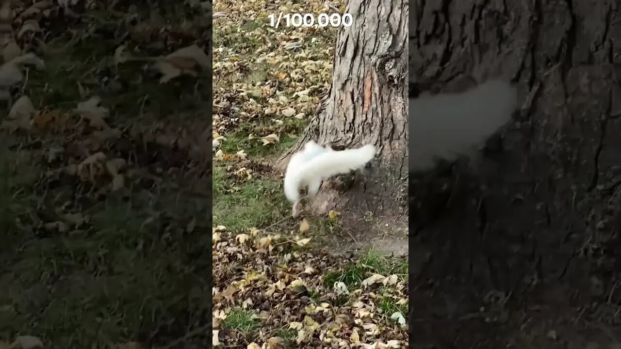 A Rare Albino Squirrel 2023 #albinosquirrel