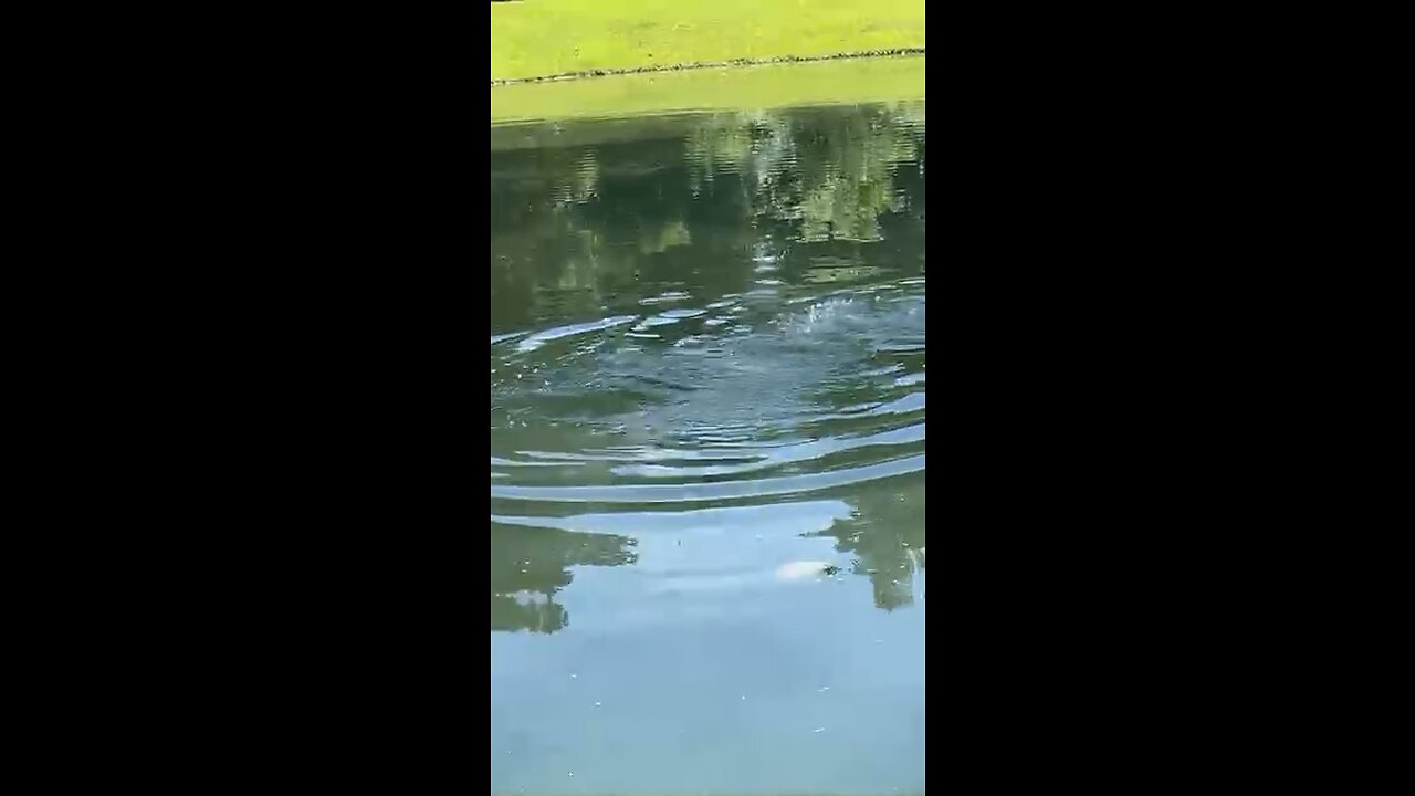 Catching baby alligator and does his death roll😱