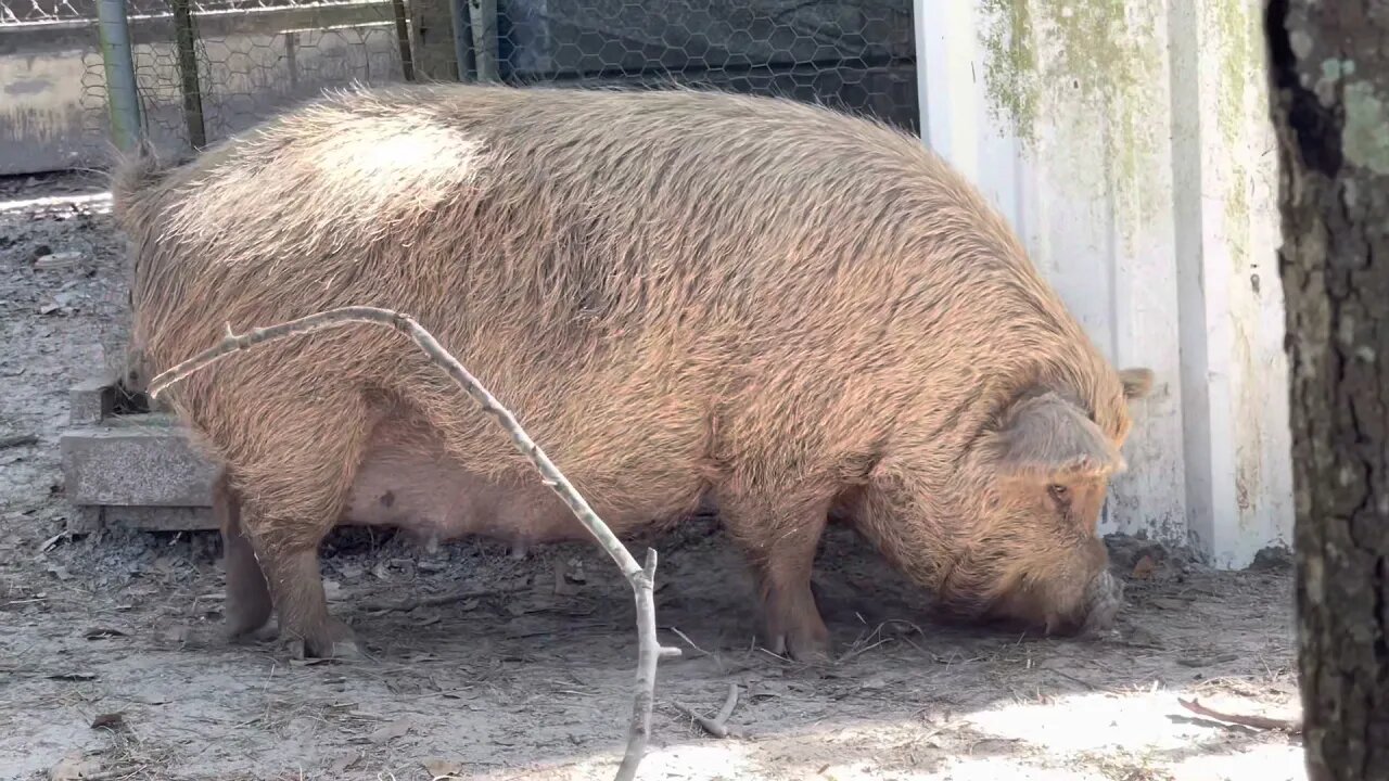 Just enjoying the peace of sitting with my pigs