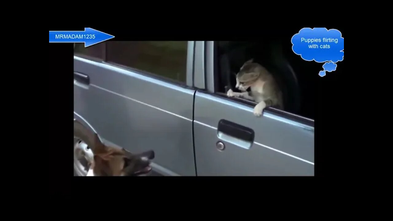 Puppies flirt with cats /dog and cats
