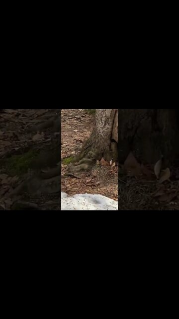 A little chipmunk in the woods