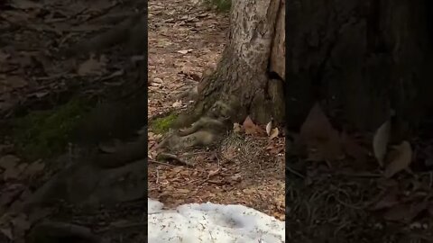 A little chipmunk in the woods
