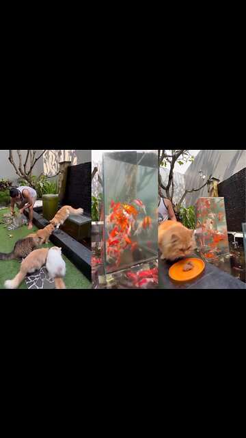 AMAZING FISH (CAT`S AQUARIUM??)😱😱😱