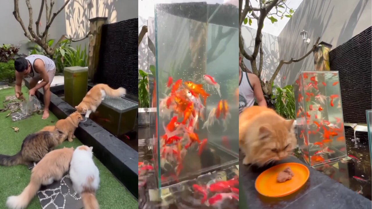 AMAZING FISH (CAT`S AQUARIUM??)😱😱😱