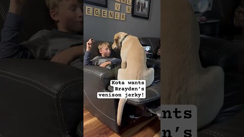 Our puppy RARELY sits this still #shorts #animals #vlog