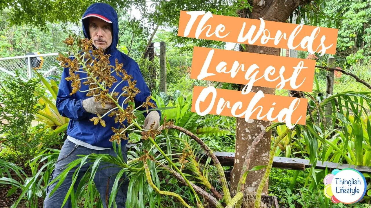 The Worlds Largest Orchid Species in Bloom at Anarchy Farm #orchids