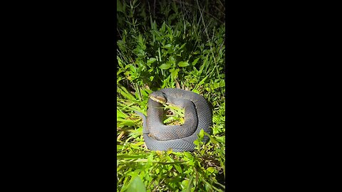 Exploring the Florida Everglades at night!