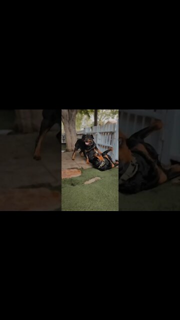 Two big beautiful rotties having fun 😍 #Shorts #rottweiler #dogs