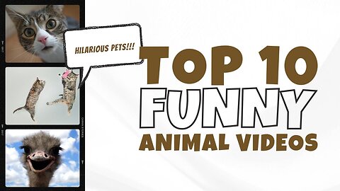 Funny animal clips 😄 funny animals dance 💃😄 funny animals fight 😄