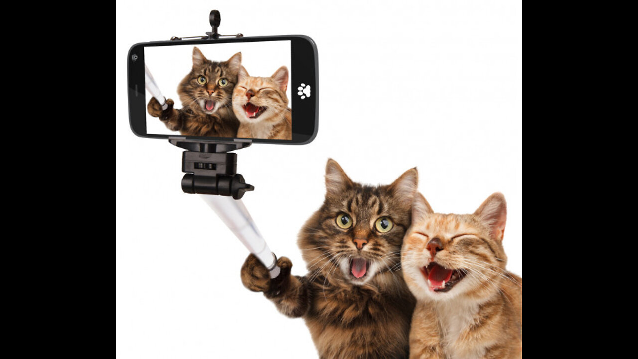 Funny animals - Funny cats and dogs #shorts 2022 1 🤣🤣