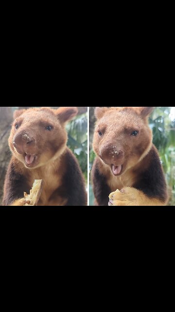 Baby Tree Kangaroo Noisily Snacks On Tasty Banana
