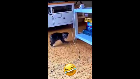 😘 Cute Cat 😂 Reaction Funny Beautiful Smile 🫠💞