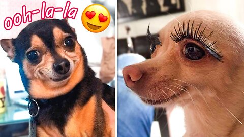 Dog and cat love 💕 Funny video clips