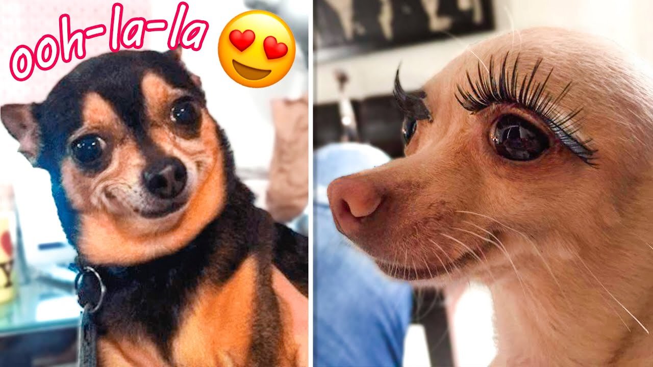 Dog and cat love 💕 Funny video clips