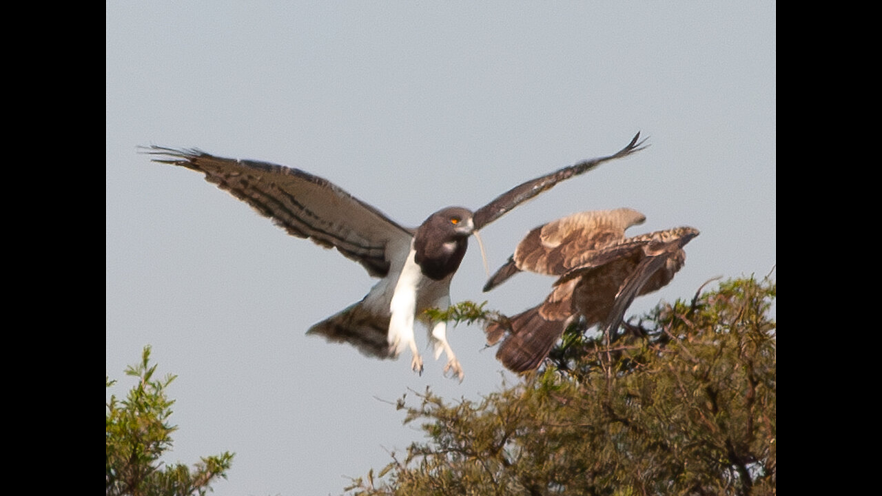 Eagle eating snake