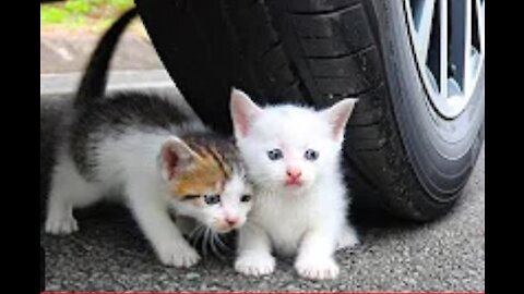 car vs baby catskitten , car vs toys, crushing crunchy and soft things by car vs kitty_2021