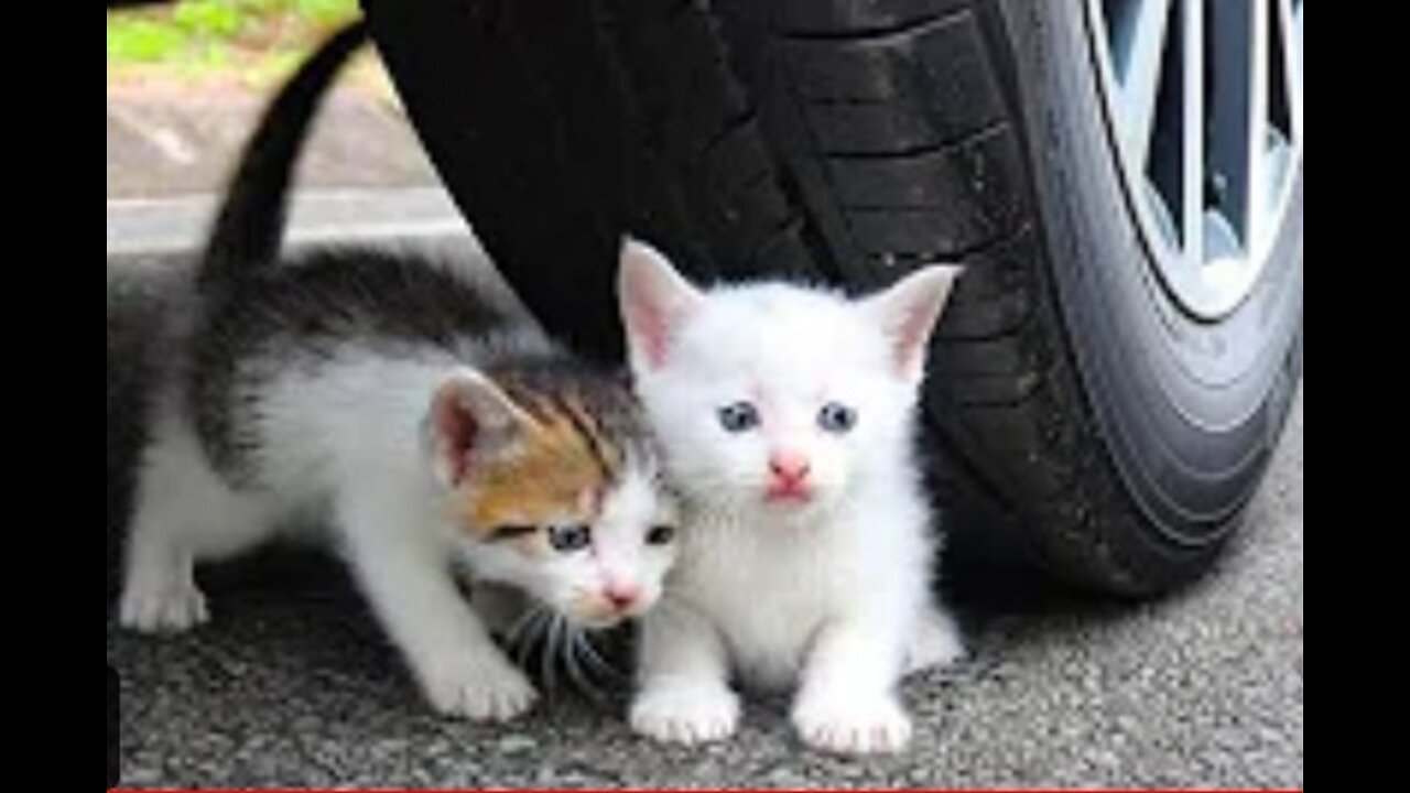 car vs baby catskitten , car vs toys, crushing crunchy and soft things by car vs kitty_2021