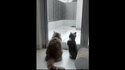 Most motivational video of cats