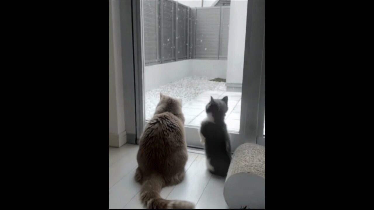 Most motivational video of cats