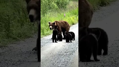 Mommy bear and her 4 cubs going out for a walk..😊|| #shorts