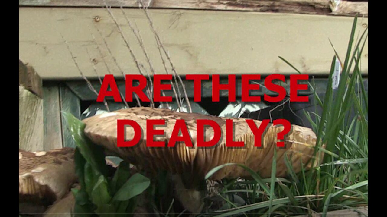 ARE THESE DEADLY?