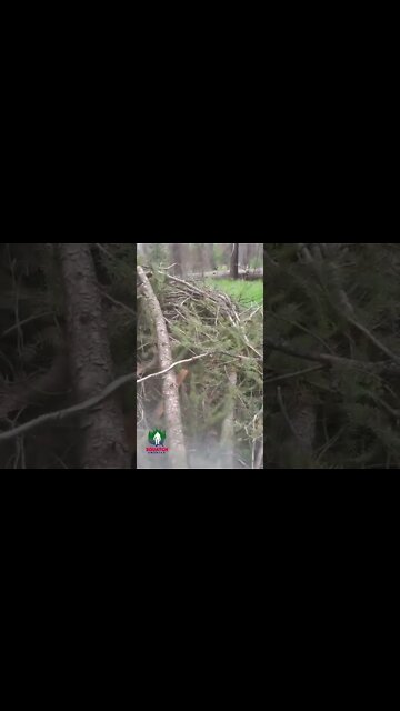 Bigfoot Nest Eastern Oregon 2022 #Short