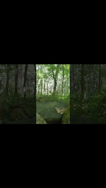 LoFi ASMR | Nature Sounds | Birds