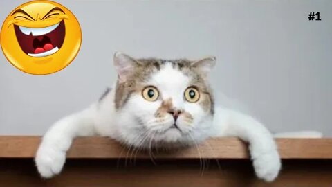 Cute Cats and Collection of cute cat behavior Make your day better !! Funny cat videos Complications