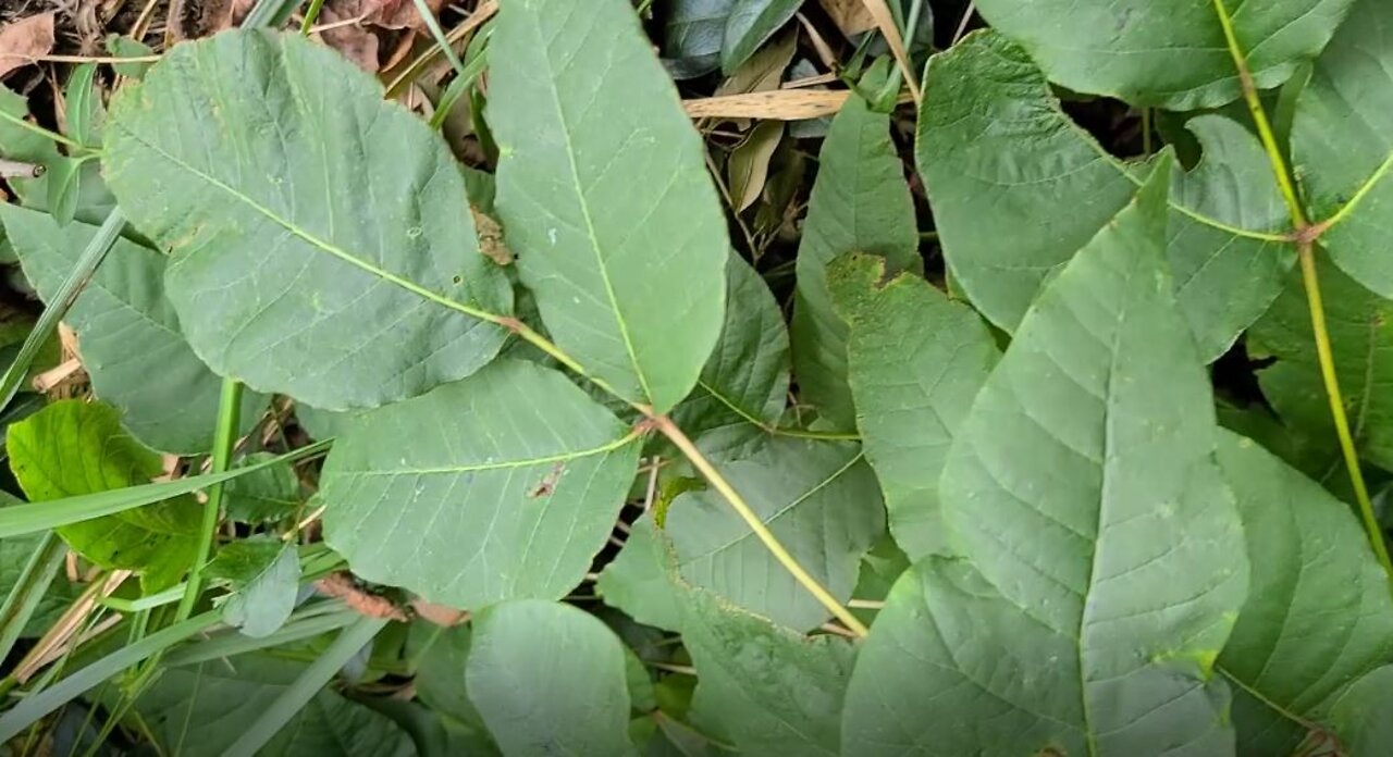 How to Identify Poison Ivy: Contrasted with Virginia Creeper