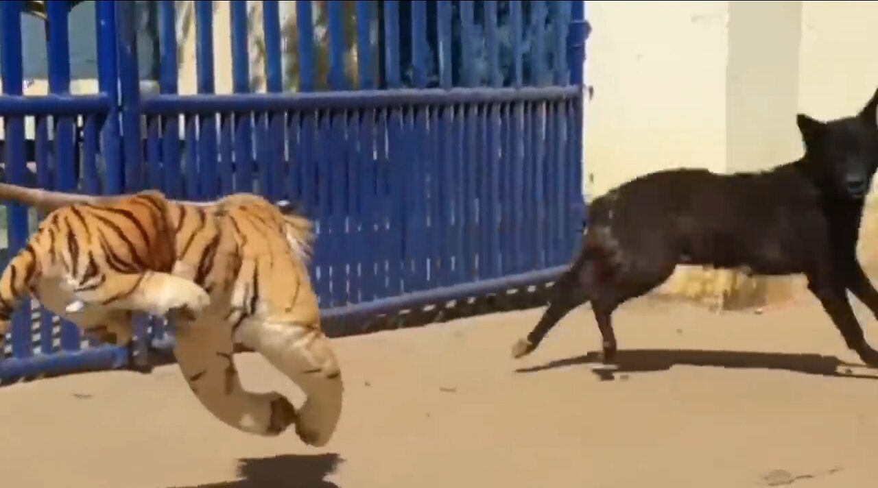 Troll Prank Dog Funny & fake Lion and Fake Tiger Prank To dog & Huge Box Prank to dog