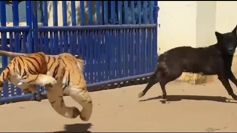 Troll Prank Dog Funny & fake Lion and Fake Tiger Prank To dog & Huge Box Prank to dog