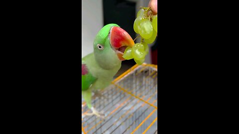 enjoying grapes