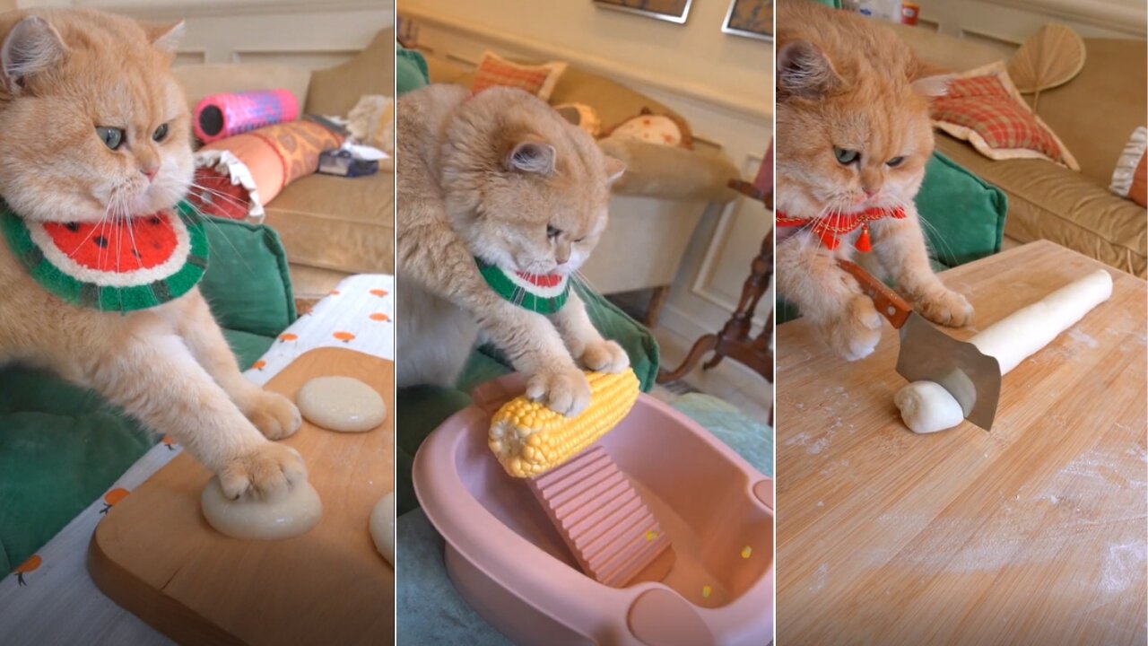 This cat is taking over the kitchen with its impressive